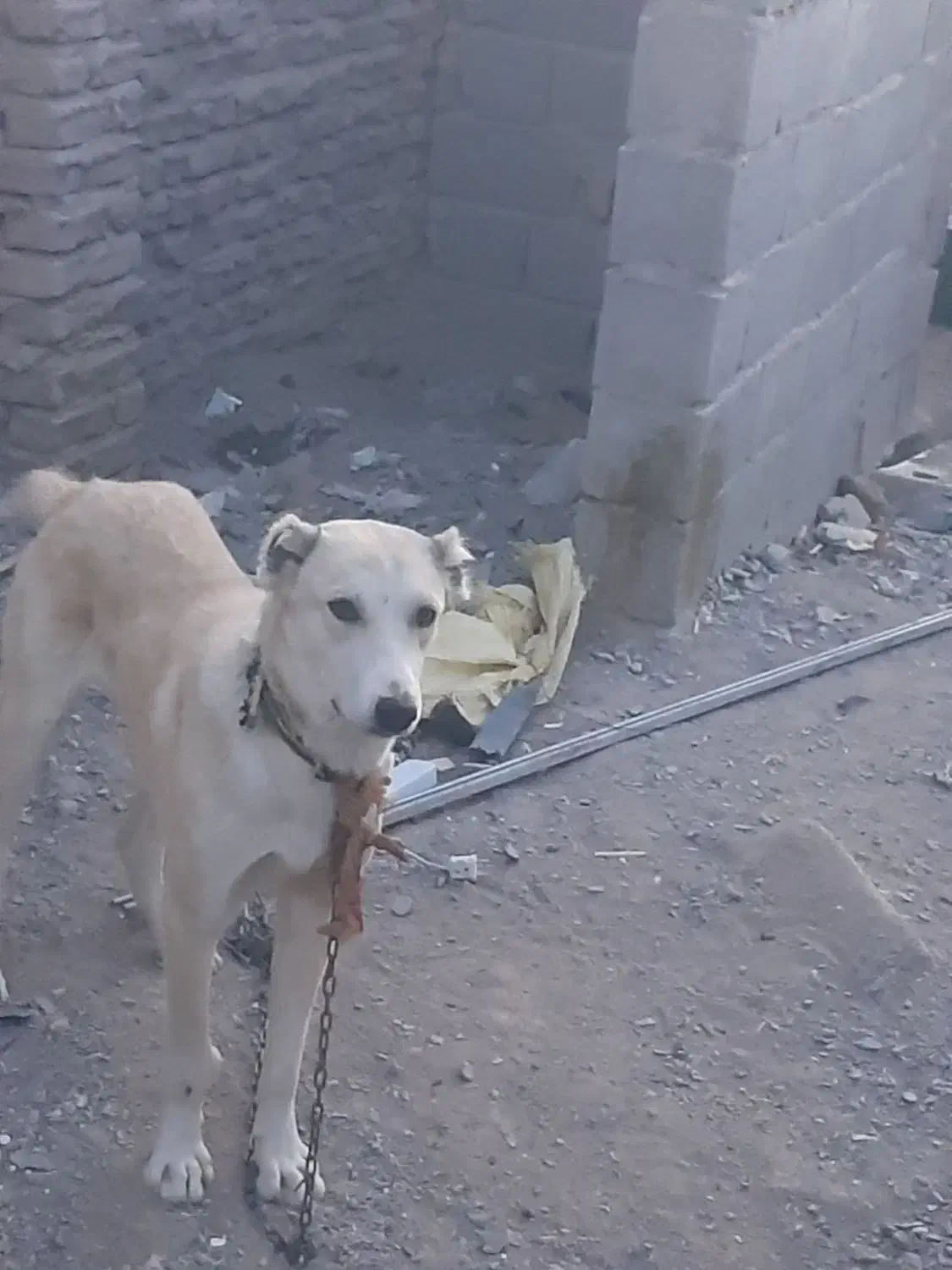 سگ افغانی|سگ|زاهدان, |دیوار