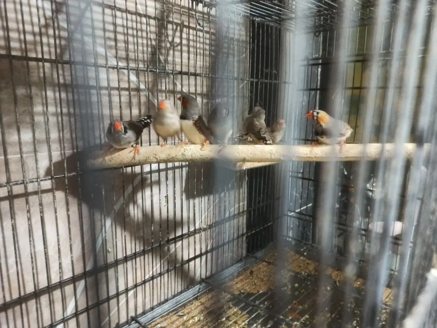 فنچ تعدادی|پرنده|اندیشه, اندیشه فاز ۱|دیوار