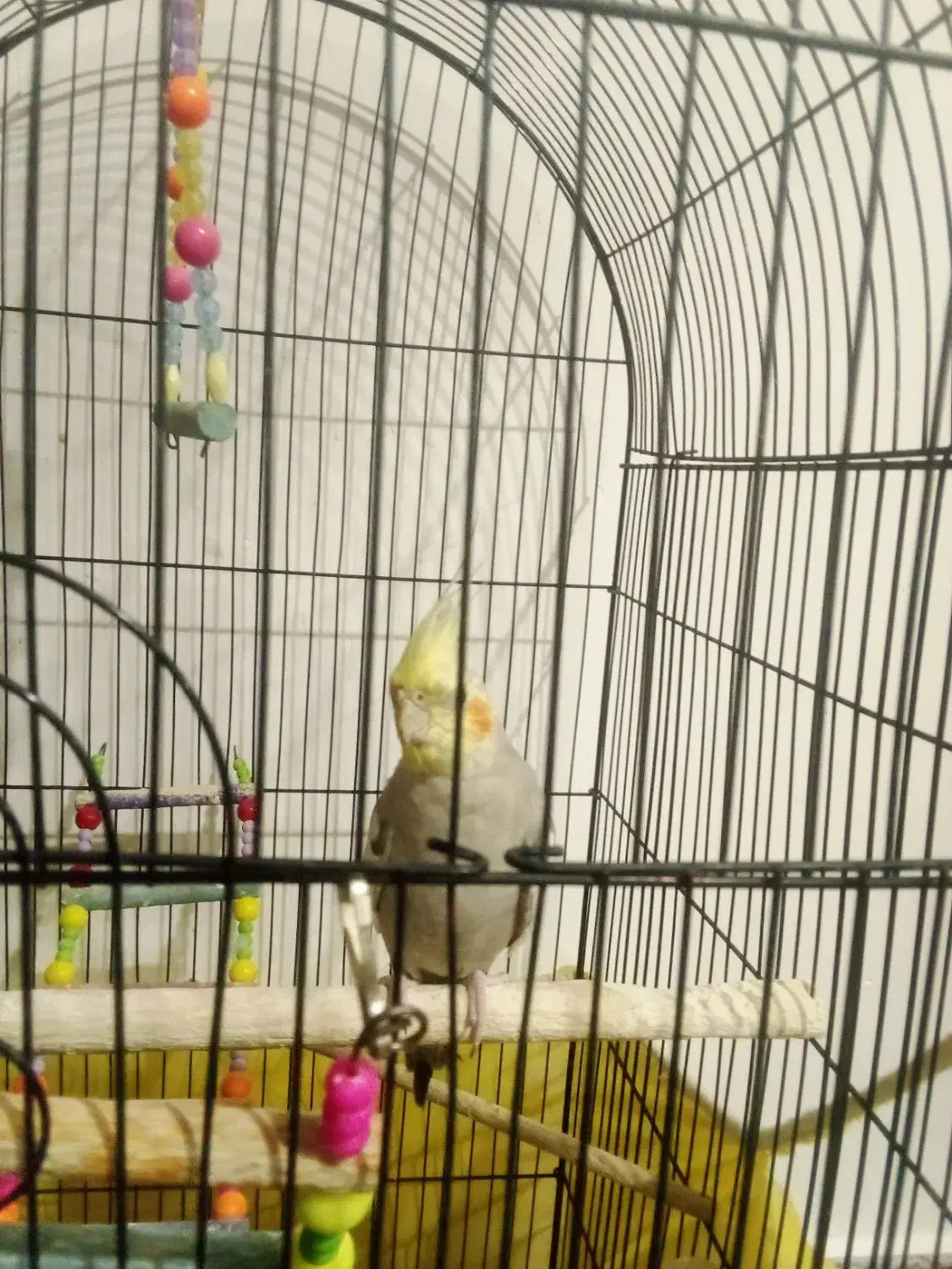 عروس هلندی نر|پرنده|همدان, |دیوار