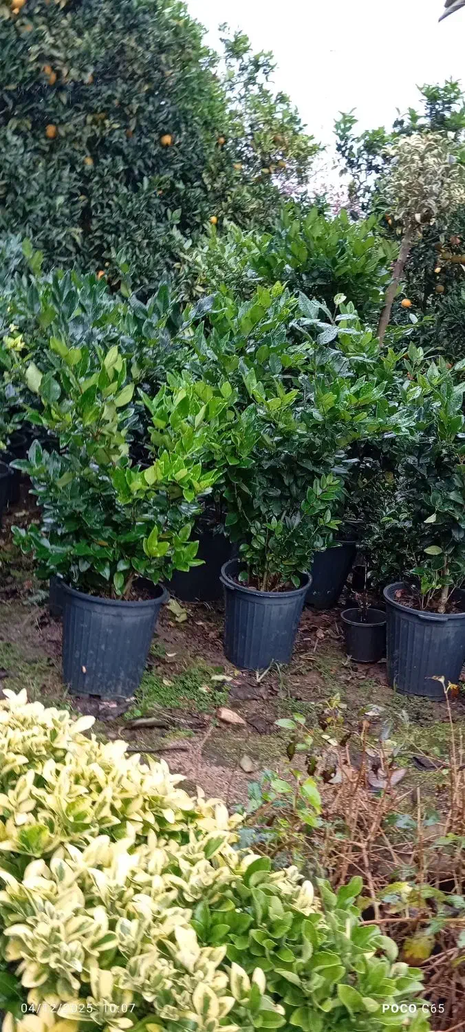 یاس هلندی قیچی خورده سطل 12|خدمات باغبانی و درختکاری|رامسر, |دیوار