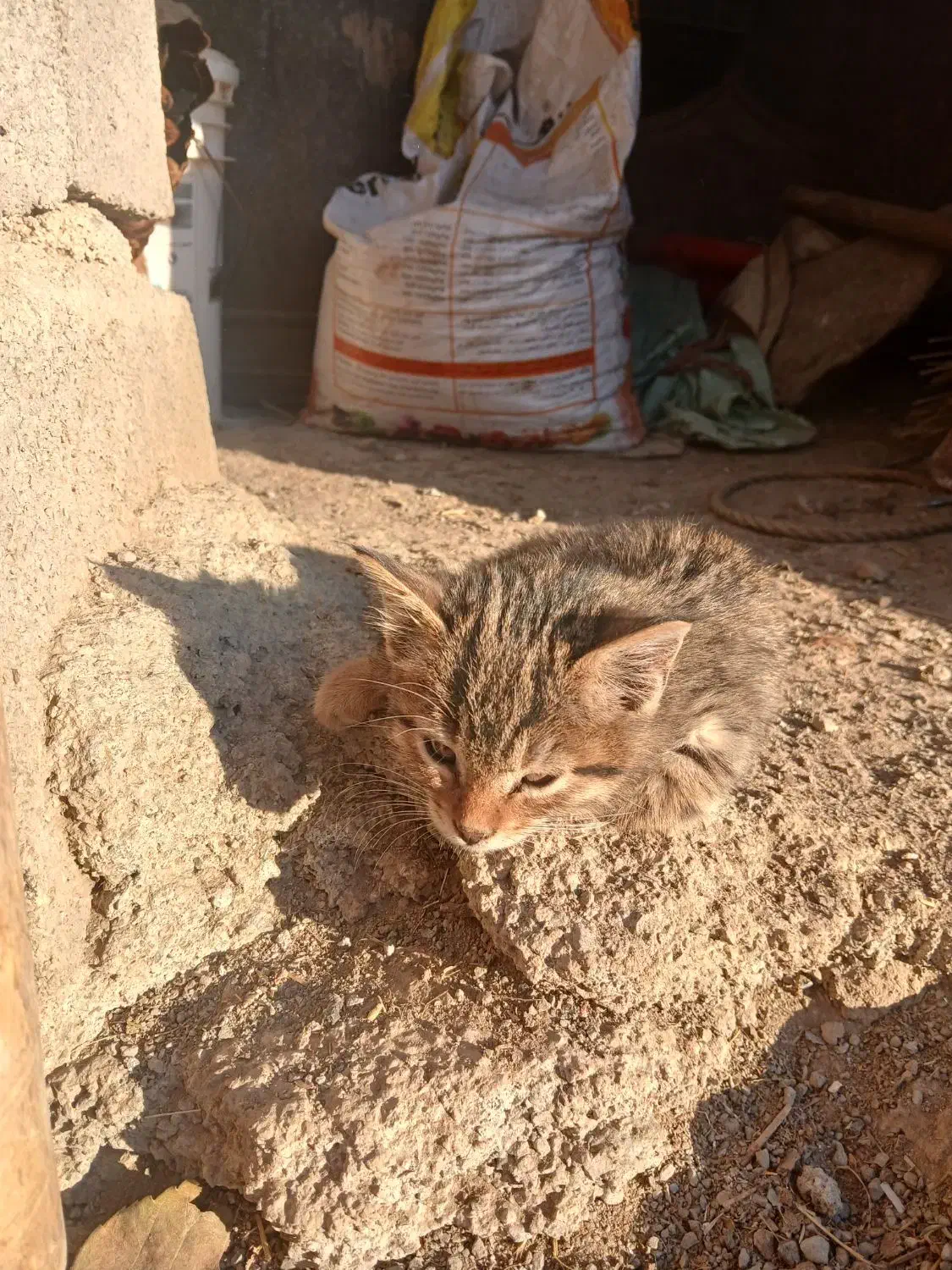 بچه گربه|گربه|دینور, |دیوار