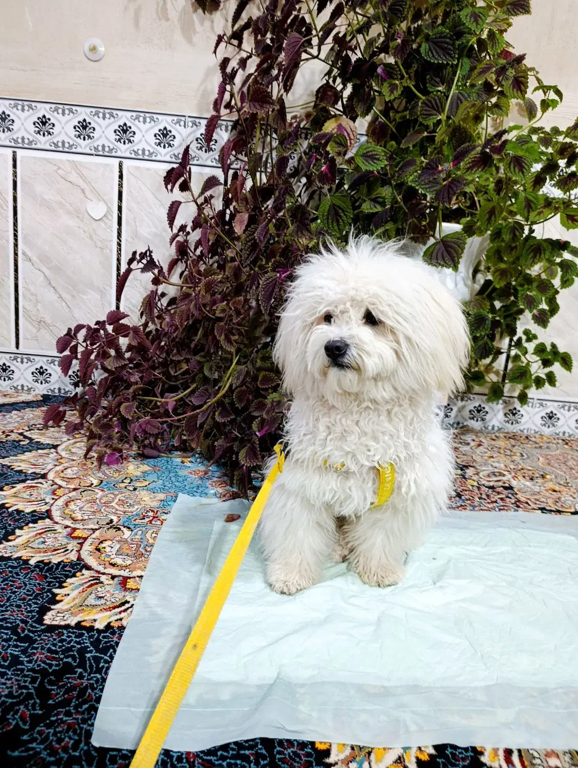 شیتزو ۹ ماهه|سگ|شیراز, کوشک میدان|دیوار