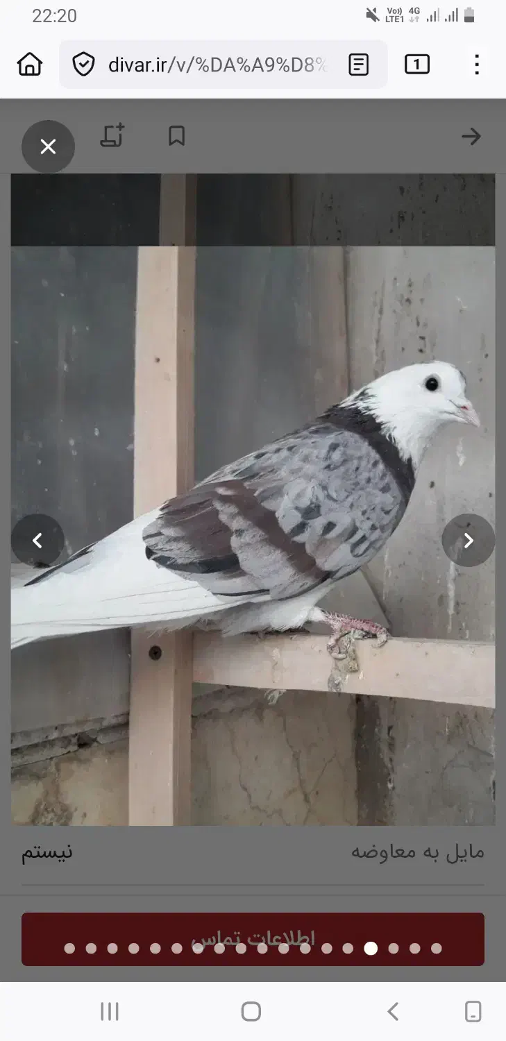 هما سرور نر|پرنده|پردیس, فاز ۲|دیوار