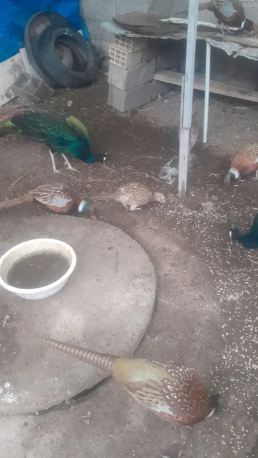 مرع‌وخروس‌امریکای‌تخم‌گزار‌|حیوانات مزرعه|مشگین شهر, |دیوار