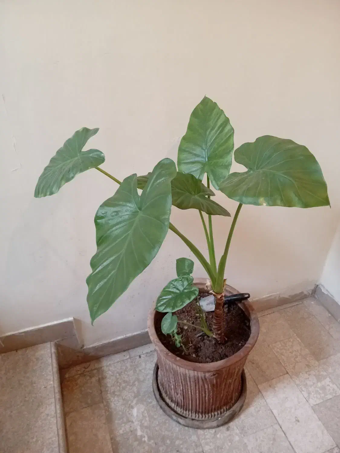 گل طبیعی بابا آدم|گل و گیاه طبیعی|تهران, حکیمیه|دیوار