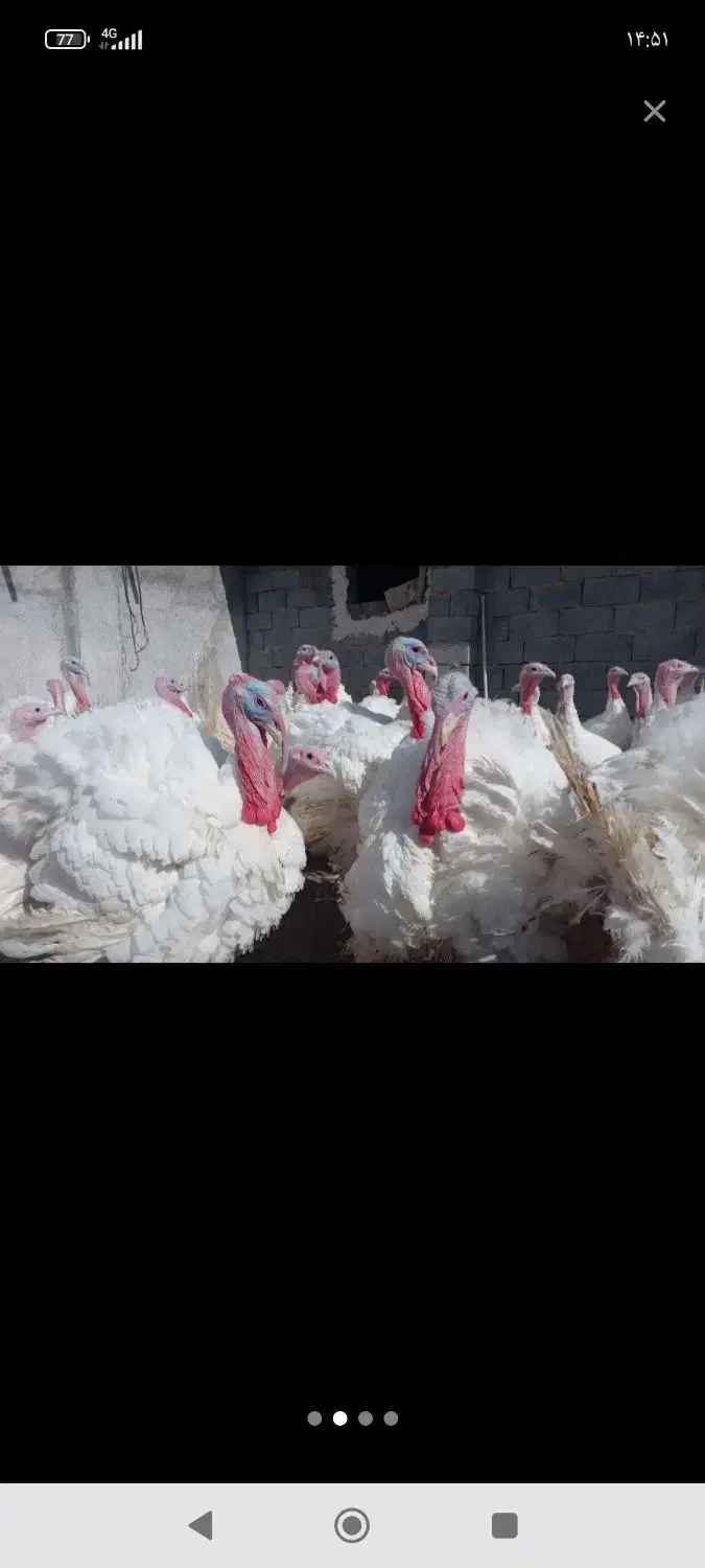 بوقلمون زنده|حیوانات مزرعه|بیرجند, |دیوار