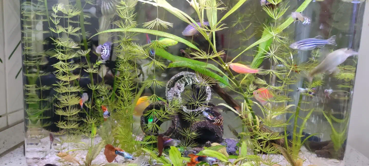 آکواریوم عروسک با متعلقات کامل رایگان|ماهی|رشت, دیانتی|دیوار