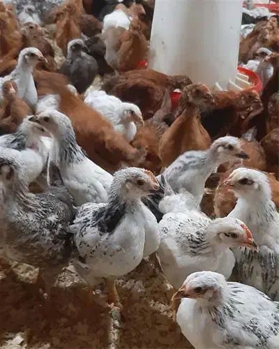 مرغ و اردک سیما و بوقلمون|حیوانات مزرعه|قوچان, |دیوار