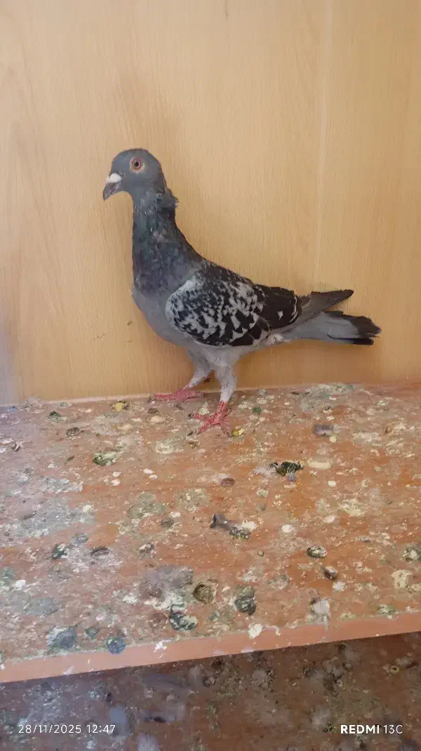 ی عدد کفتر|پرنده|محمدیه-قزوین, |دیوار