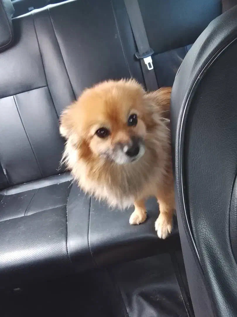 واگذاری سگ اشپیتز پامر|سگ|شیراز, قلات|دیوار