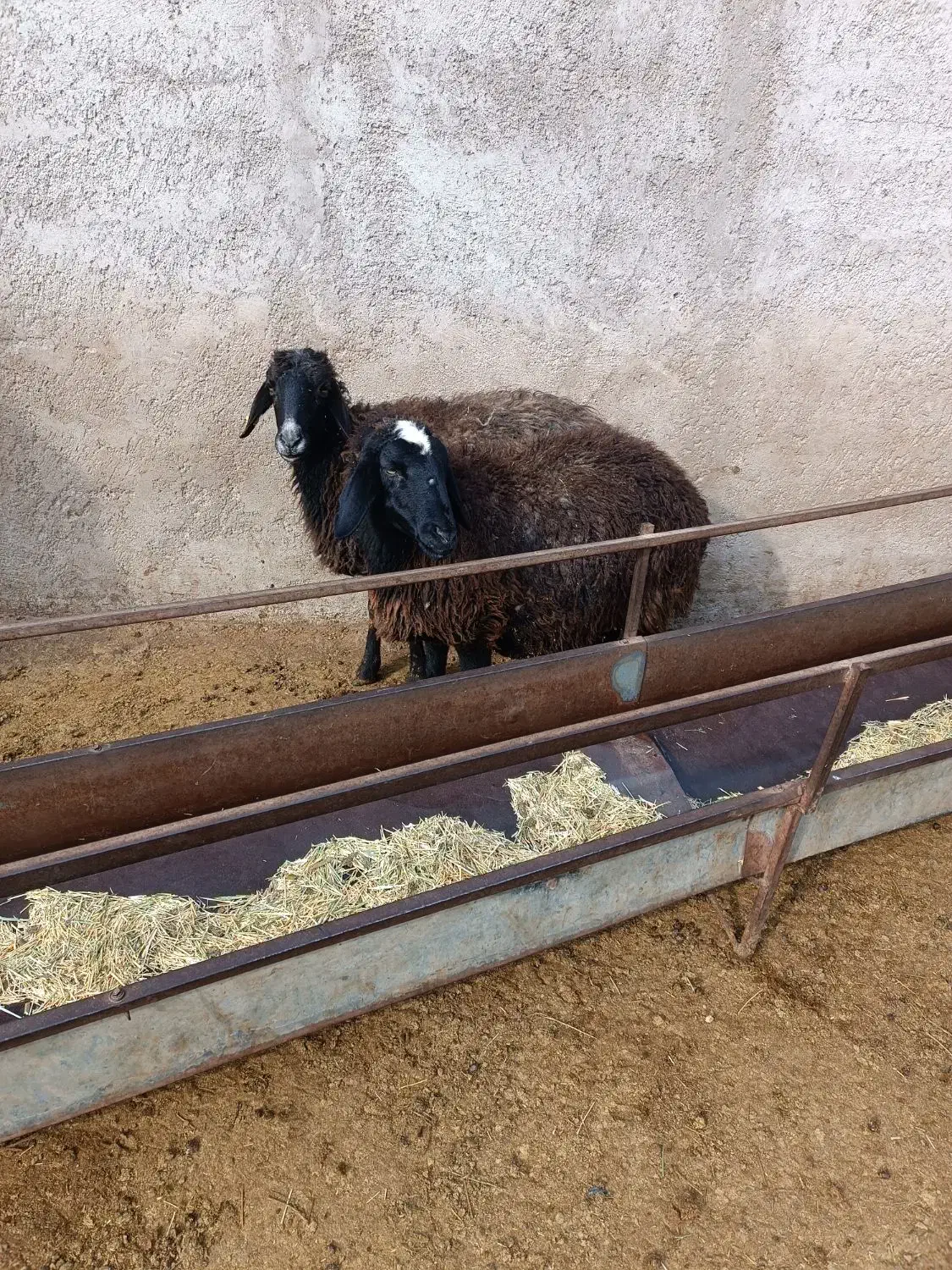 گوسفند|حیوانات مزرعه|تاکستان, |دیوار