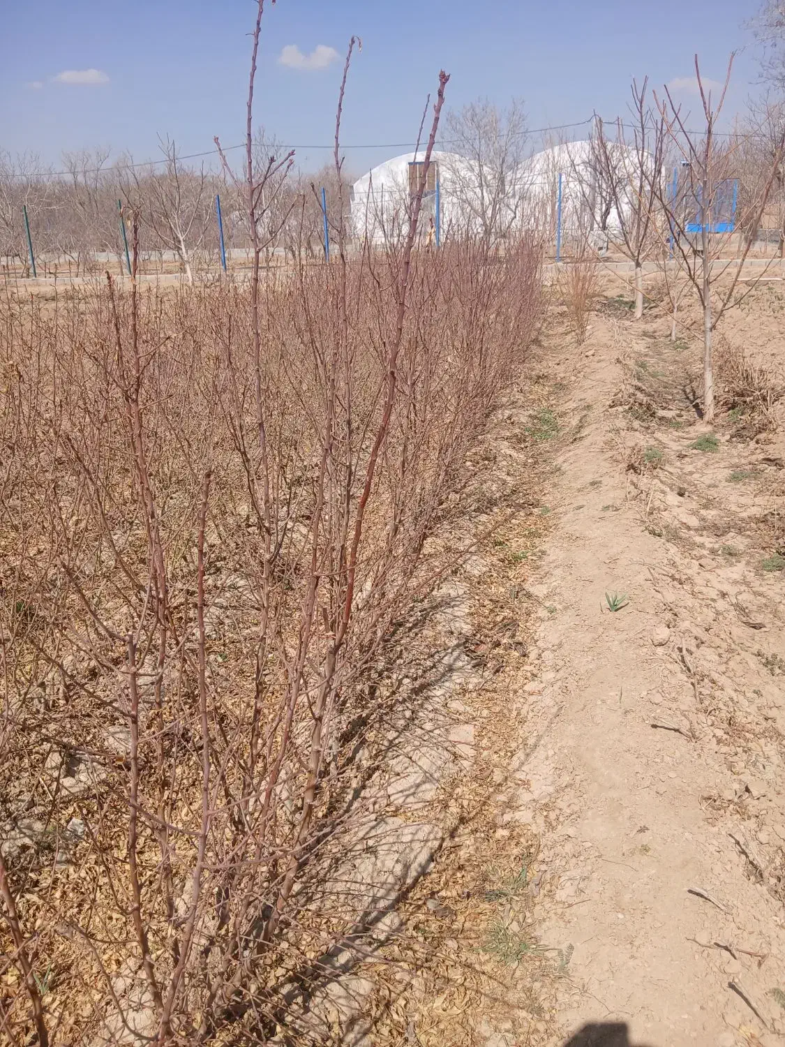 نهال بادام مامایی|خدمات باغبانی و درختکاری|شهرکرد, |دیوار