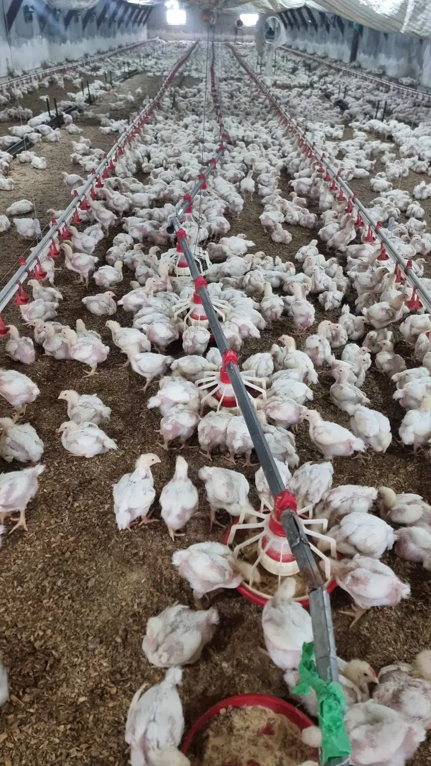 کارگر مرغداری|استخدام صنعتی، فنی، مهندسی|آستارا, |دیوار