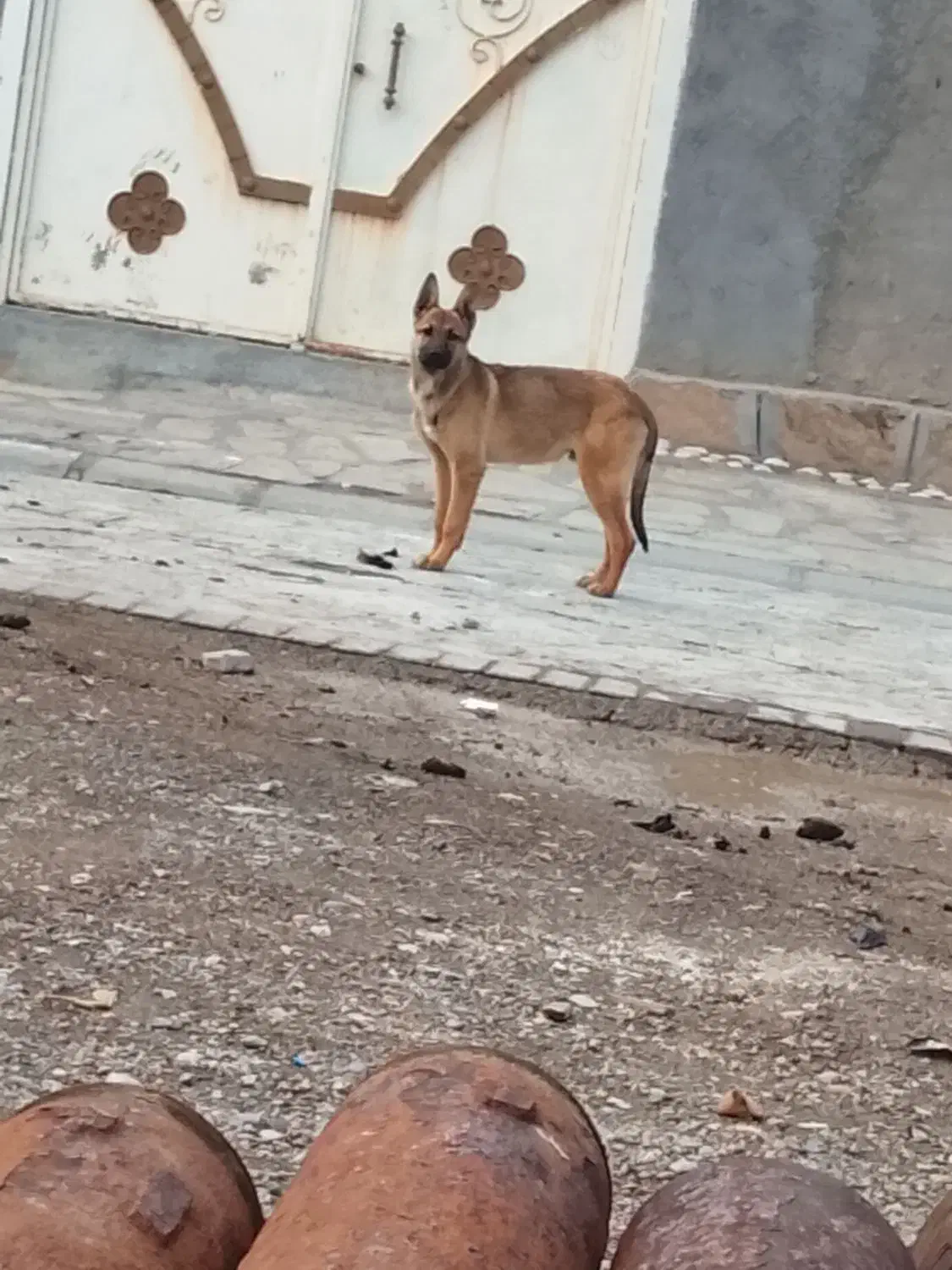 1000000|سگ|اسفرورین, |دیوار