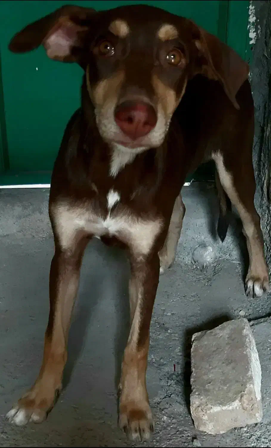 سگ دوبرمن ماده|سگ|کرمانشاه, |دیوار