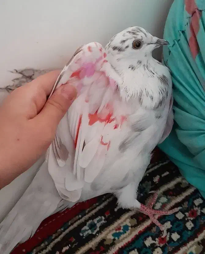 کفتر گمشده|حیوانات|رباطکریم, نوده|دیوار