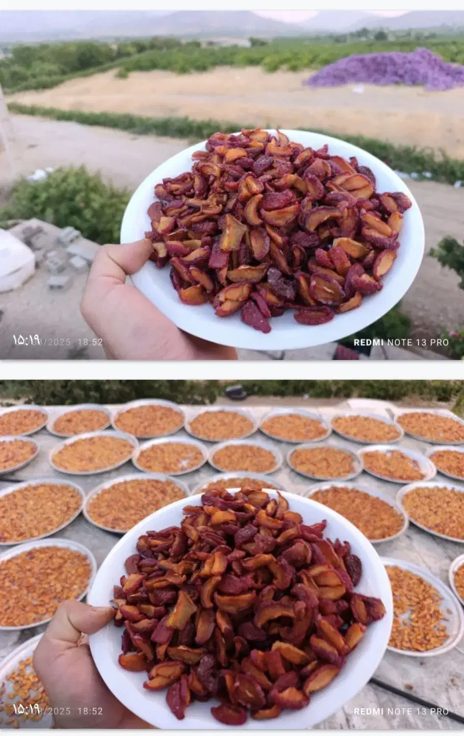 برگه آلو سیاه|خوردنی و آشامیدنی|شیراز, فضل‌آباد|دیوار