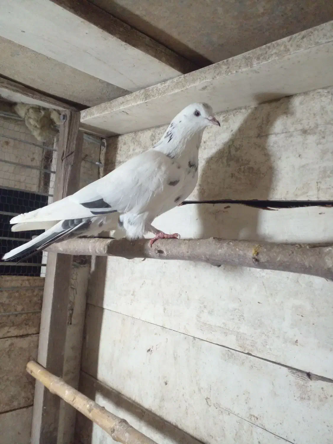 کبوتر پرشی|پرنده|رودسر, |دیوار