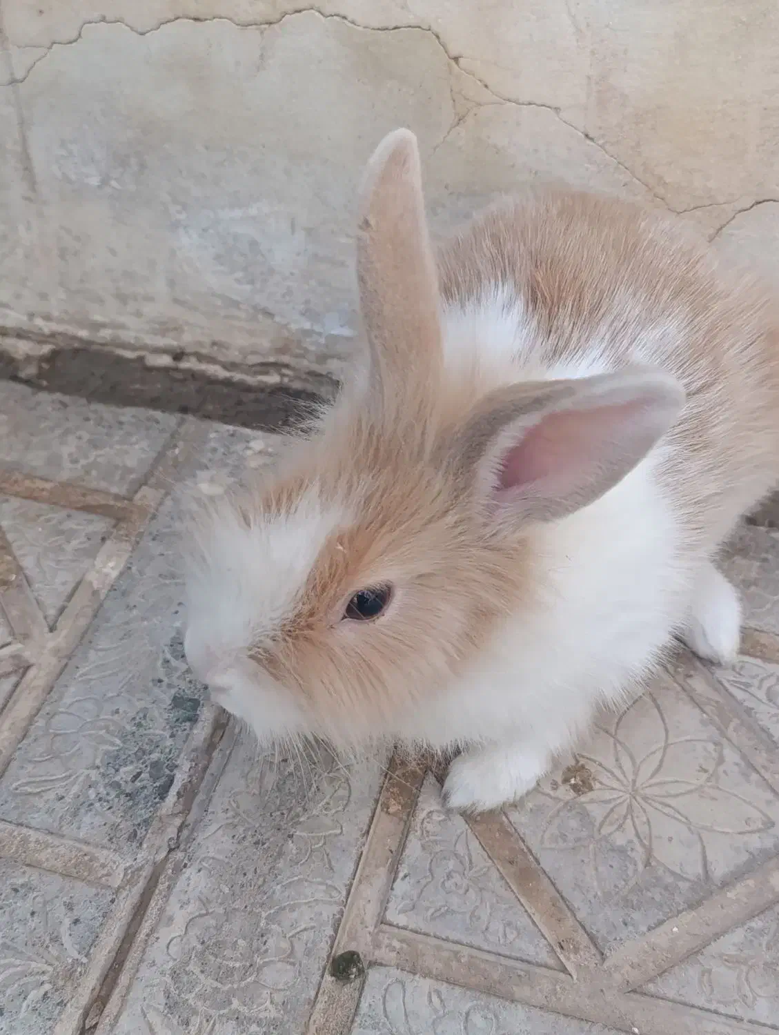 خرگوش|موش و خرگوش|کاشمر, |دیوار