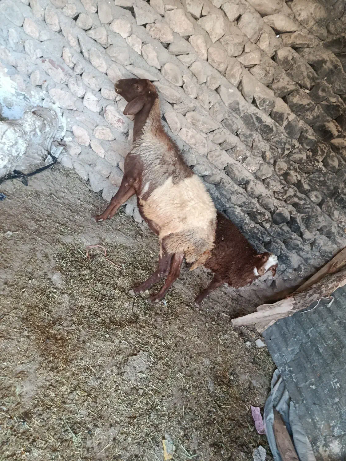 میش بره|حیوانات مزرعه|گوآور, |دیوار