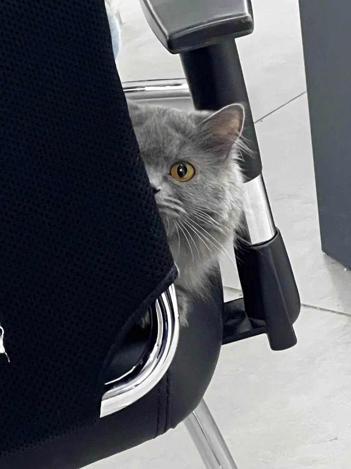 گربه پرشین ادمینو|گربه|سیرجان, |دیوار