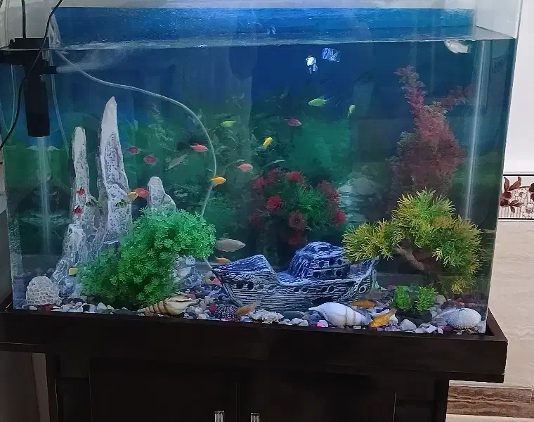 اکواریوم|ماهی|بیجار, |دیوار