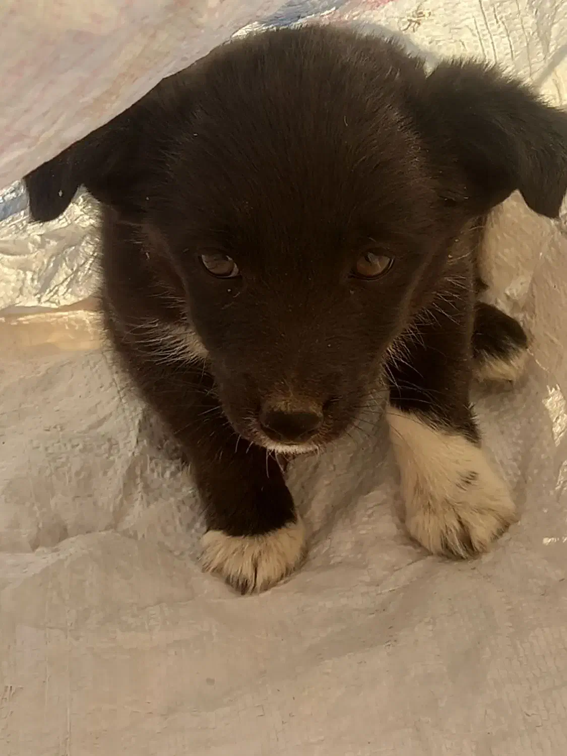 توله ماده تول|سگ|کرمانشاه, |دیوار