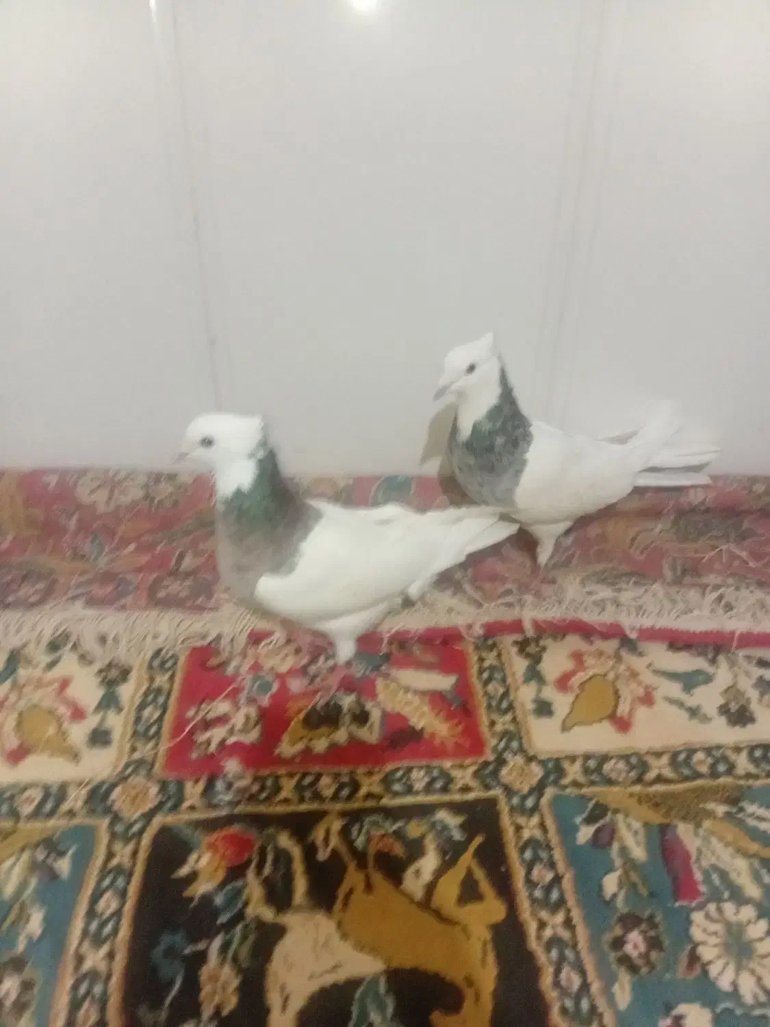 یه جفت کفتر شکلاتی والماسی|پرنده|لردگان, |دیوار