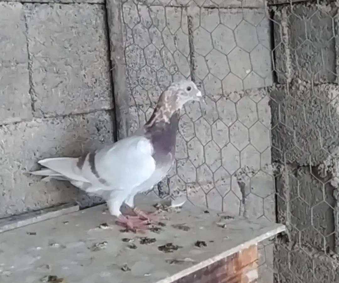 کبوتر|پرنده|وحدتیه, |دیوار