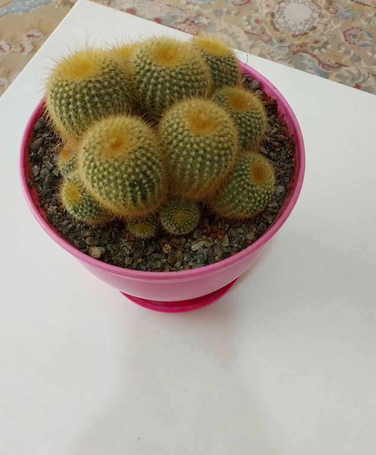 نخل ماداگاسکار|گل و گیاه طبیعی|بومهن, |دیوار