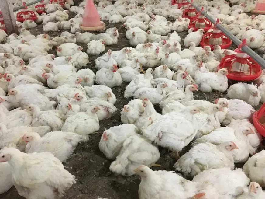 سالندار مرغداری گوشتی|استخدام صنعتی، فنی، مهندسی|گرگان, |دیوار