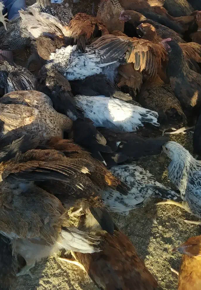 جوجه خروس و باری محلی|حیوانات مزرعه|شیراز, شهرک مهدیه|دیوار