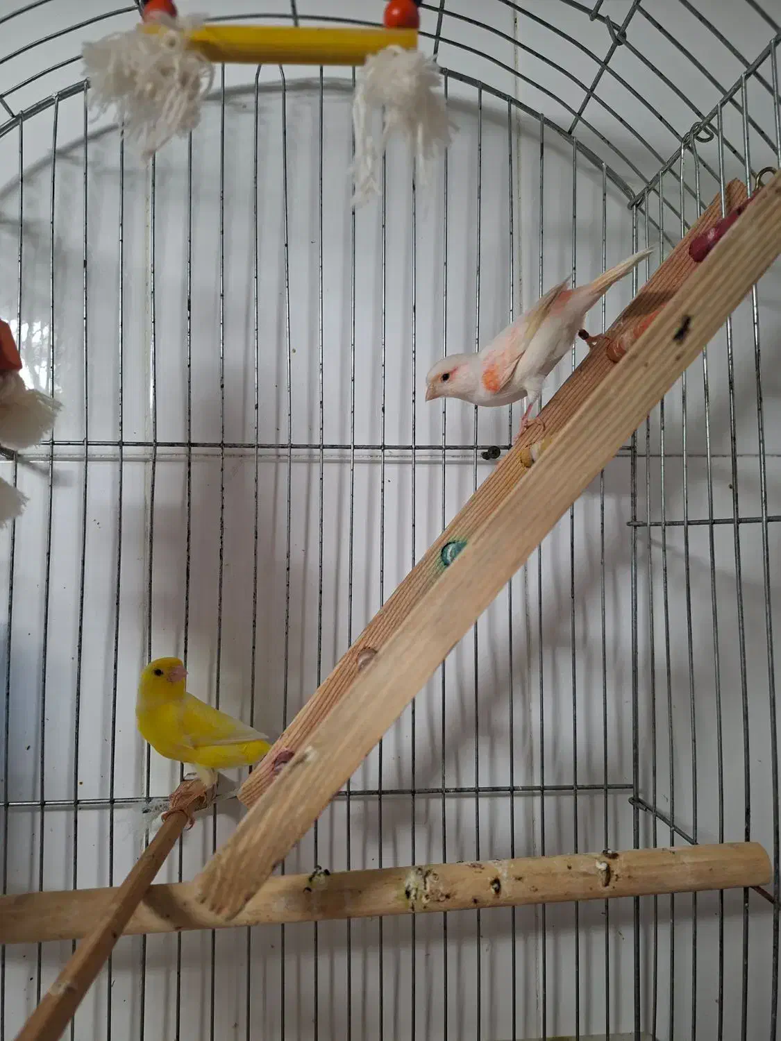 یک جفت قناری نر و ماده جوان  با تضمین سلامت|پرنده|بجنورد, |دیوار