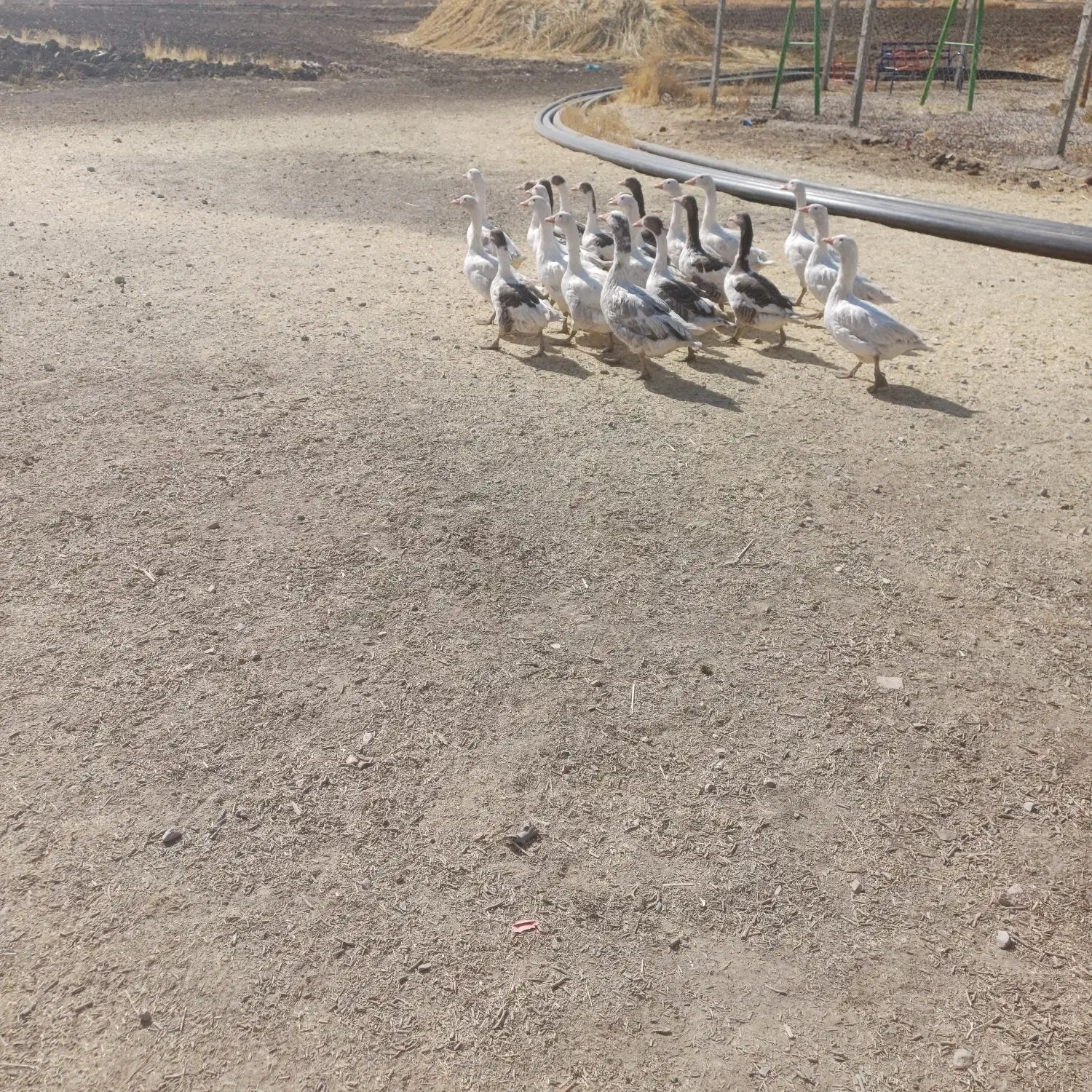 غاز|حیوانات مزرعه|کوزران, |دیوار