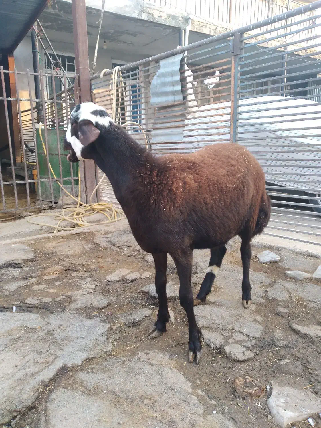 بره قوچ افشار پلنگی، میش ، گوسفند،بز|حیوانات مزرعه|ماهیدشت, |دیوار