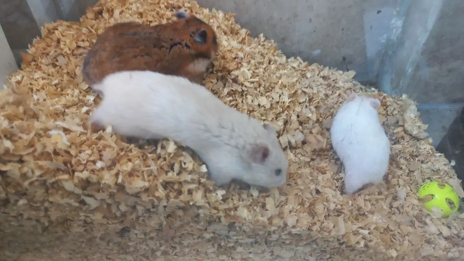 همستر|موش و خرگوش|فردیس, داوری|دیوار