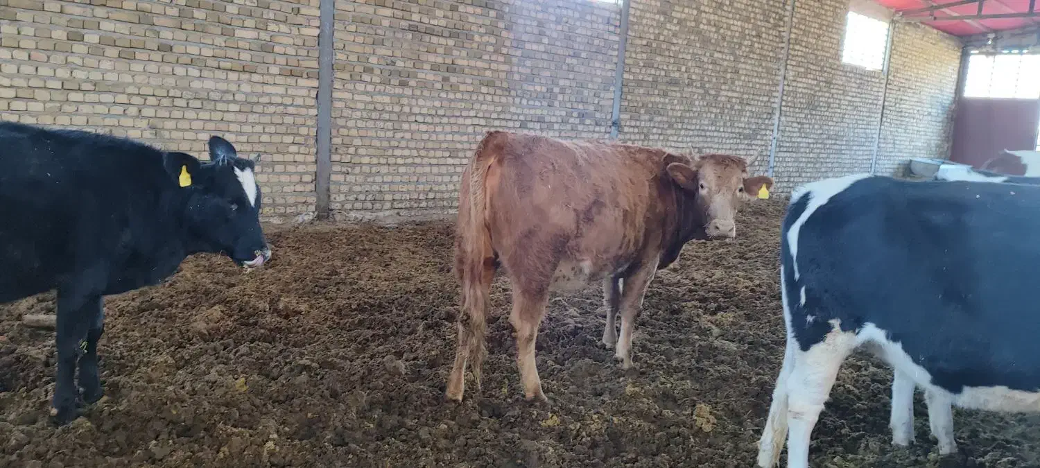 گوساله سیمینتال ماده پرواری|حیوانات مزرعه|شیروان (لرستان), |دیوار