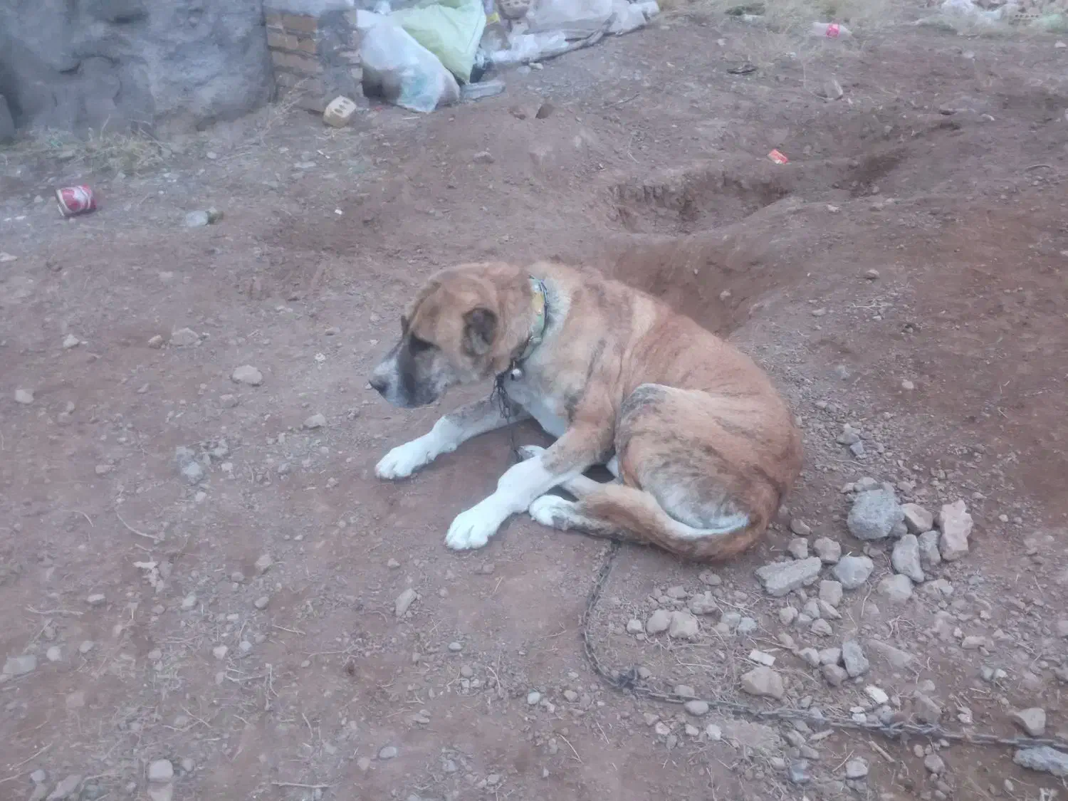 سگ نگهبان|سگ|مشهد, درزآب|دیوار