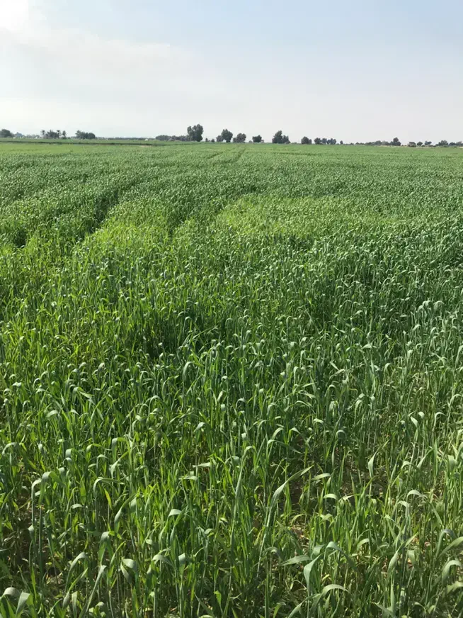 زمین کشاورزی|فروش دفتر صنعتی، کشاورزی، تجاری|هندیجان, |دیوار