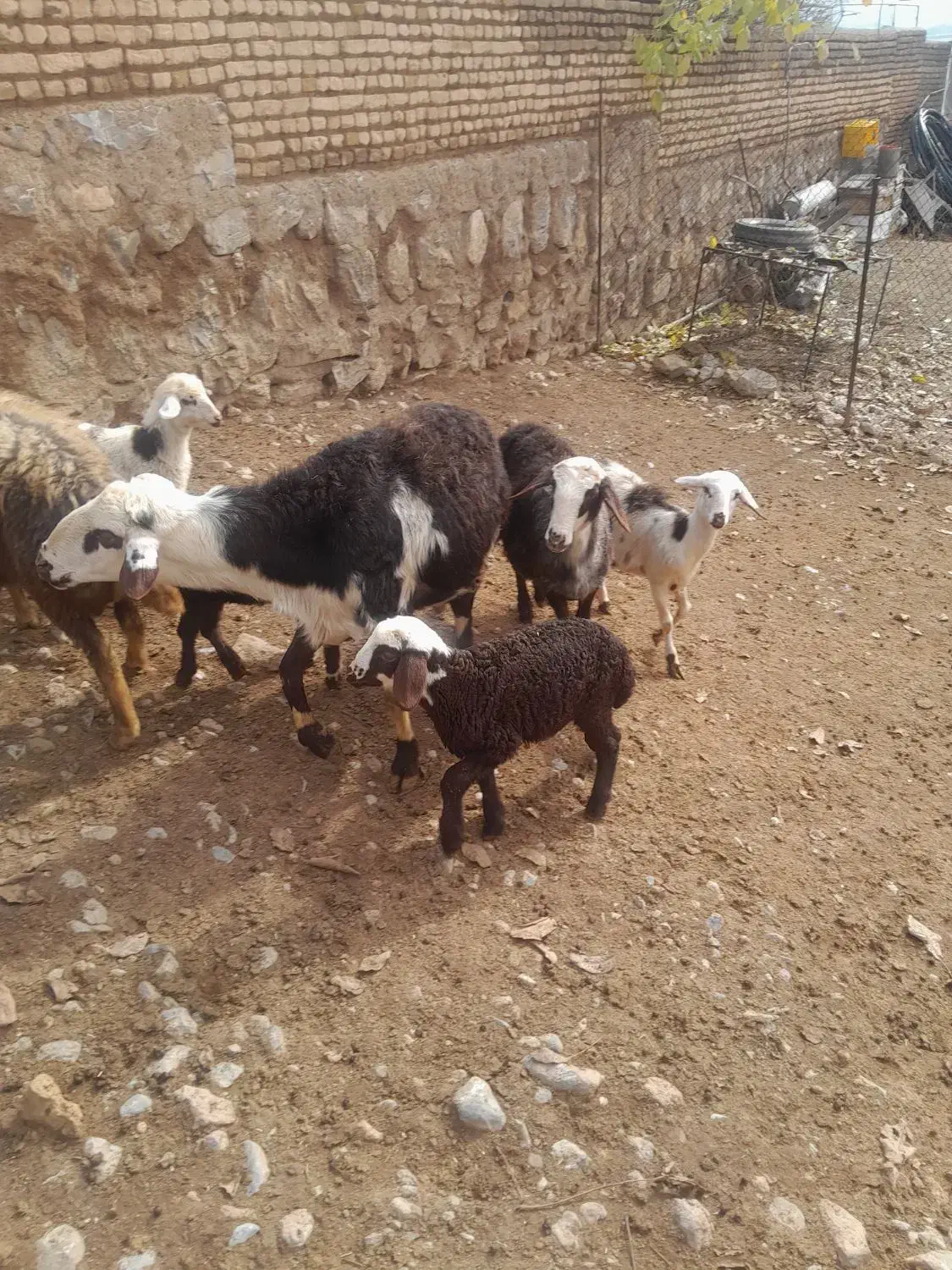 قوچ پلنگی نامی اصیل|حیوانات مزرعه|الشتر, |دیوار