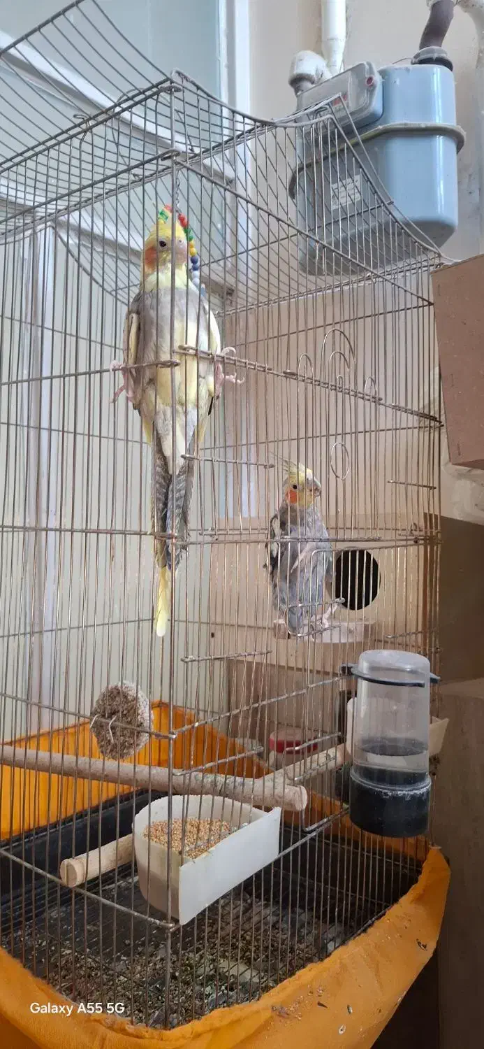 عروس هلندی|پرنده|حمیدیا, |دیوار