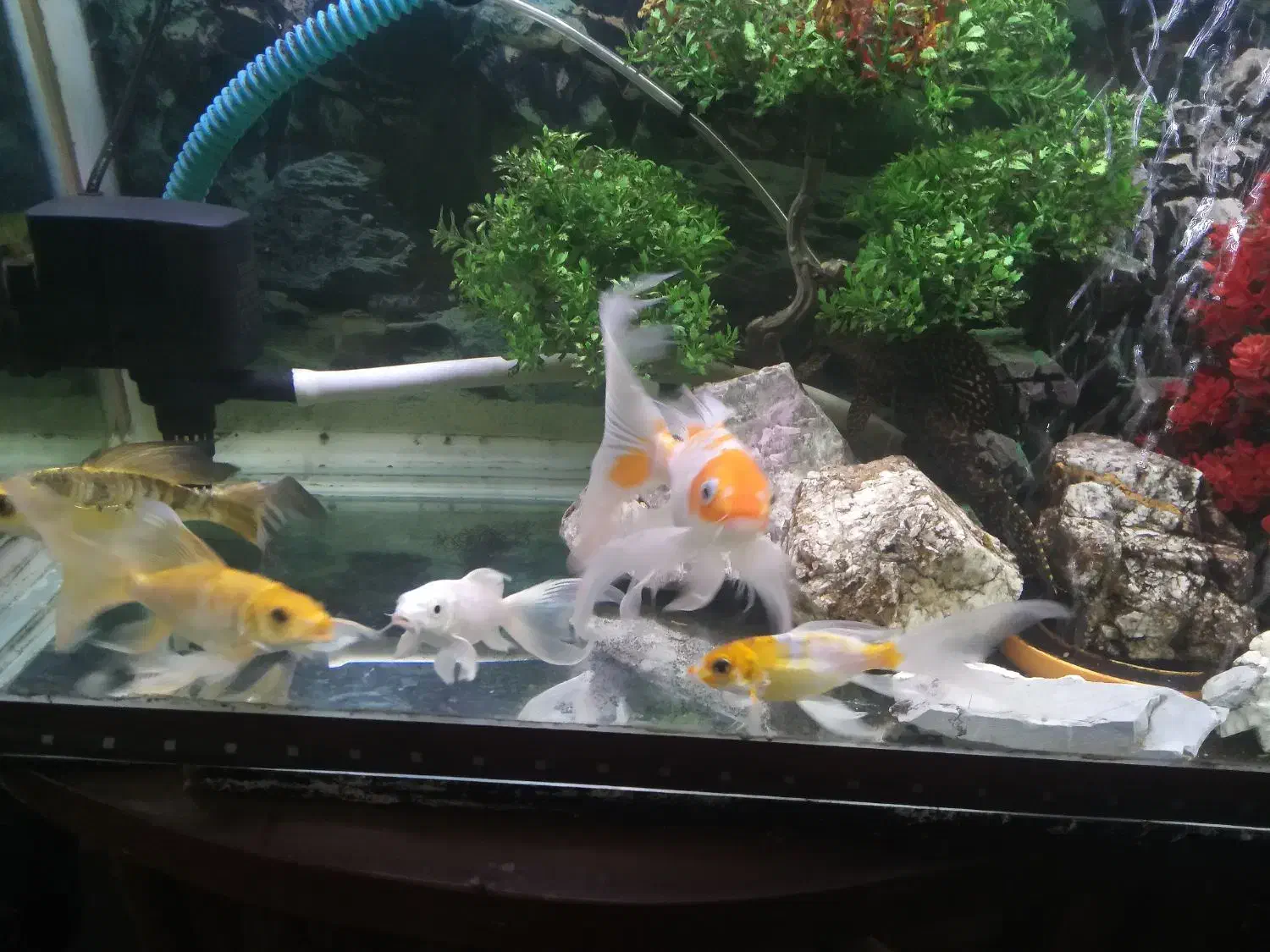 آکواریوم کامل با همه ای تجهیزات|ماهی|خمینیشهر, |دیوار