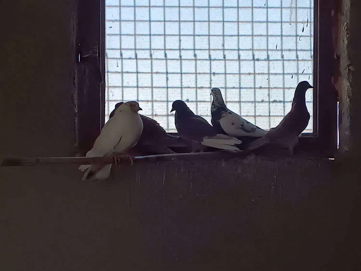 کبوتر|پرنده|میبد, |دیوار