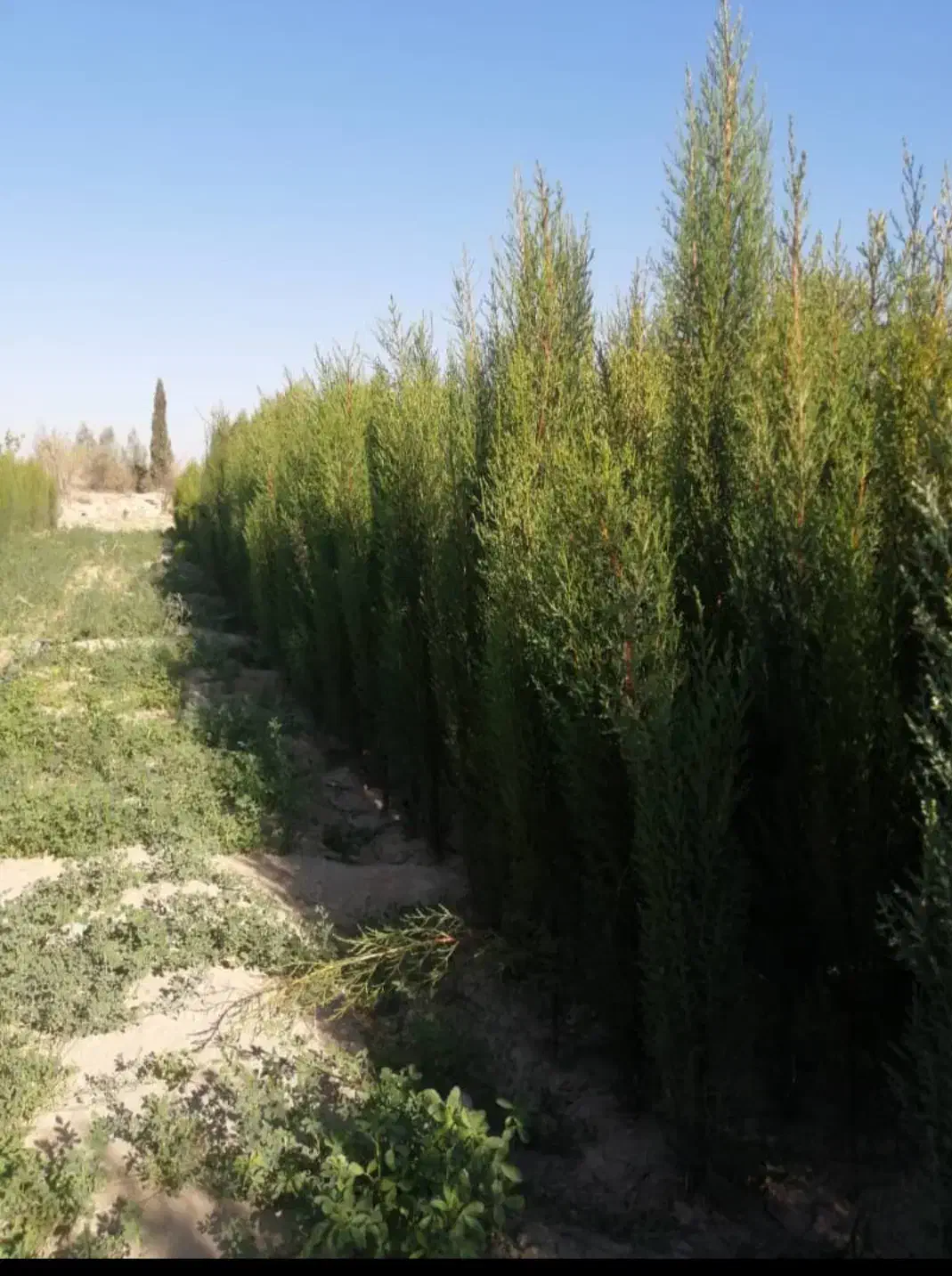 تولیدتوزیع انواع نهال مثمروغیرمثمر|خدمات باغبانی و درختکاری|خفر, |دیوار