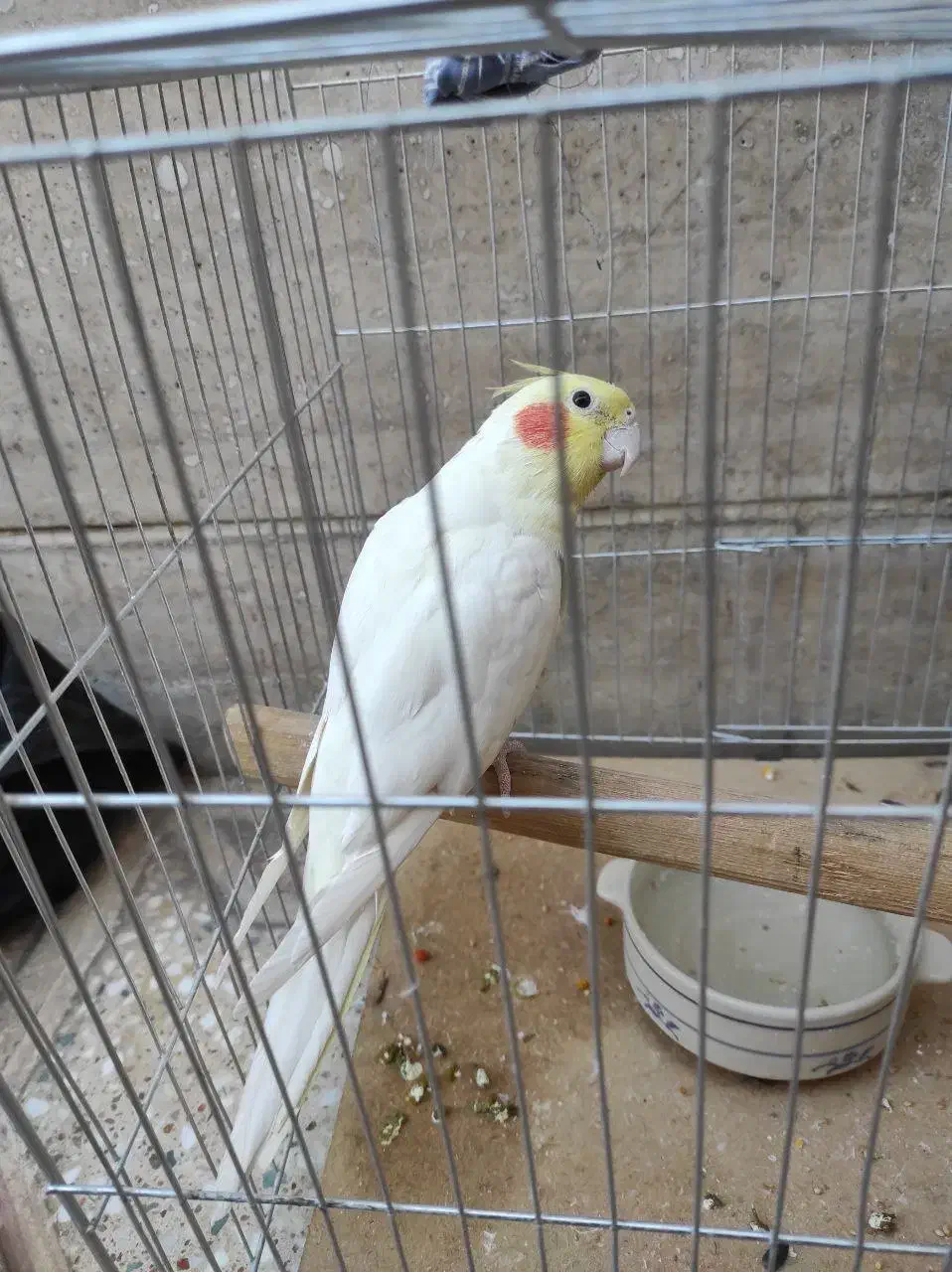 طوطی هلندی نر پیکو گل پسر|پرنده|ایلام, |دیوار