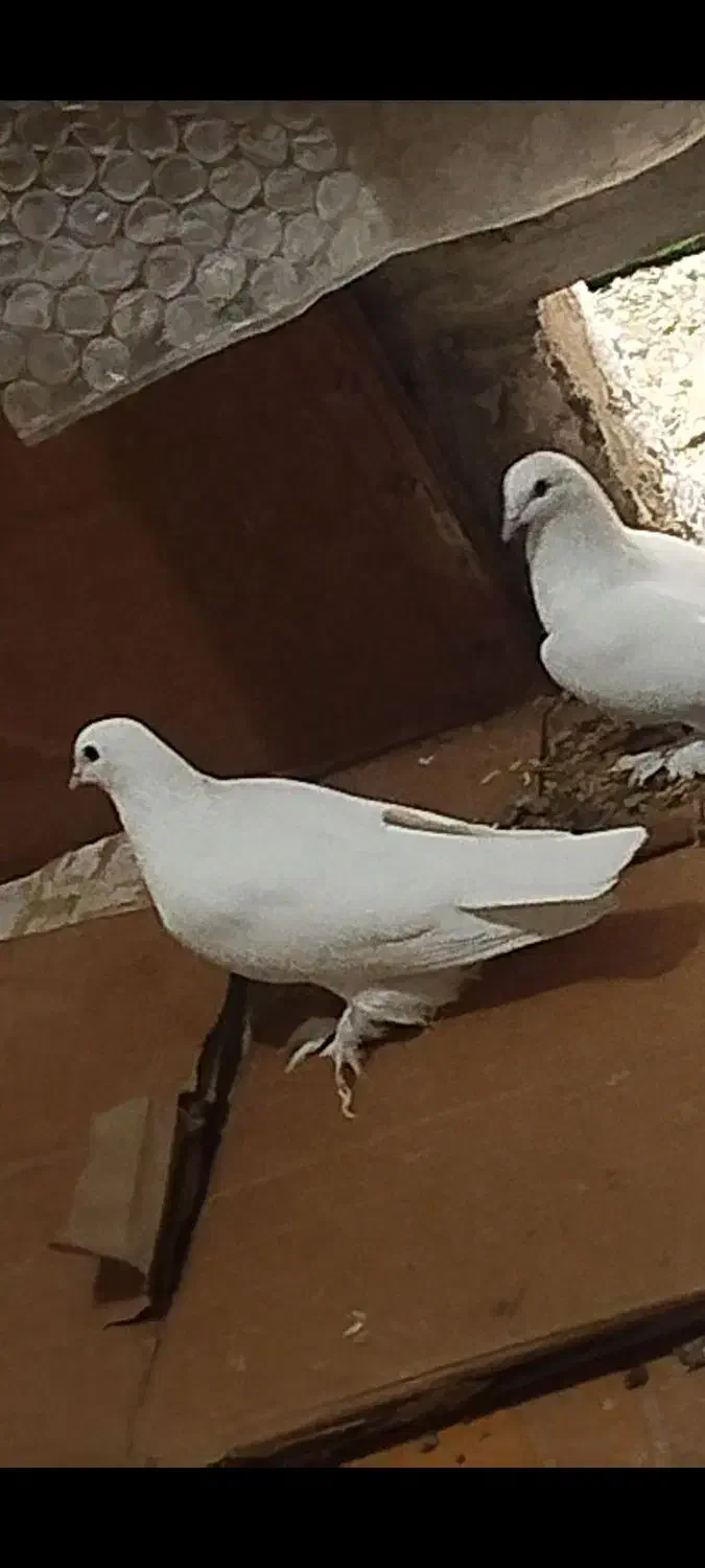 کبوتر لوتی|پرنده|تبریز, |دیوار