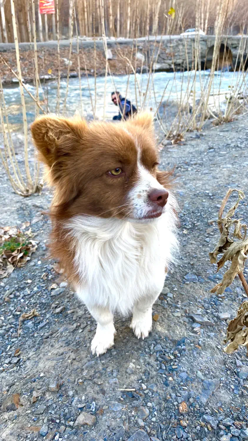 گمشده|حیوانات|گلپایگان, |دیوار