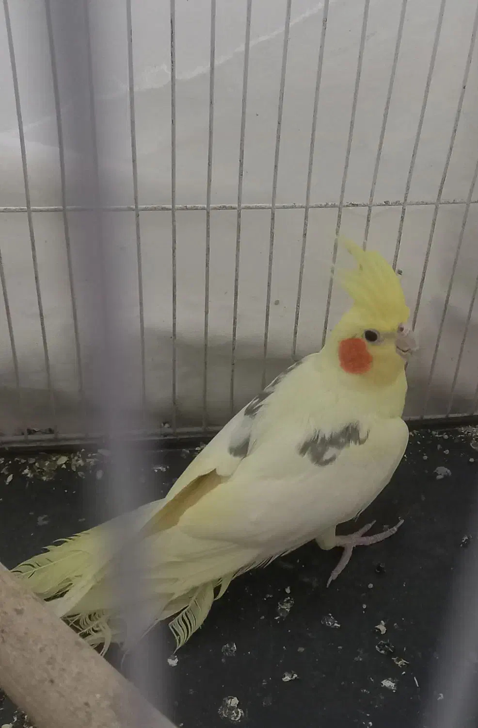 عروس هلندی|پرنده|شاهرود, |دیوار