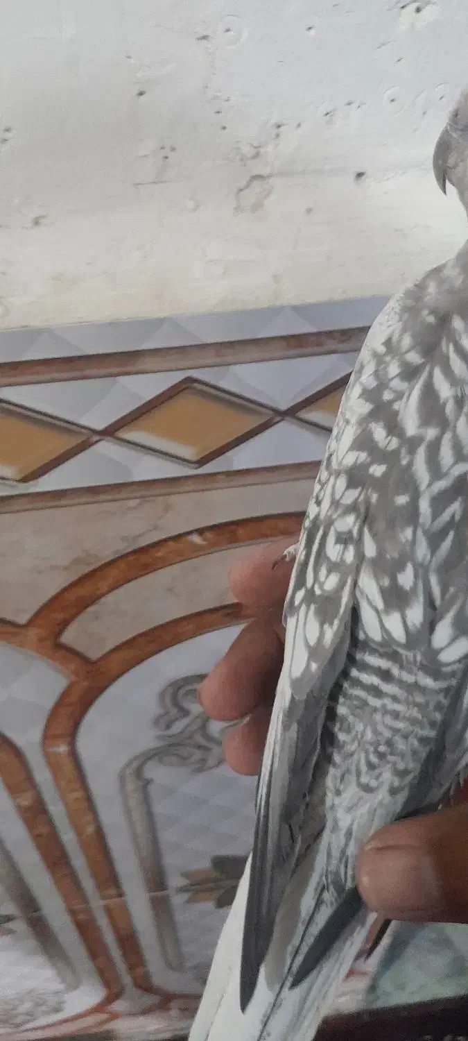 عروس هلندی ایزابلا دستی|پرنده|رامشیر, |دیوار