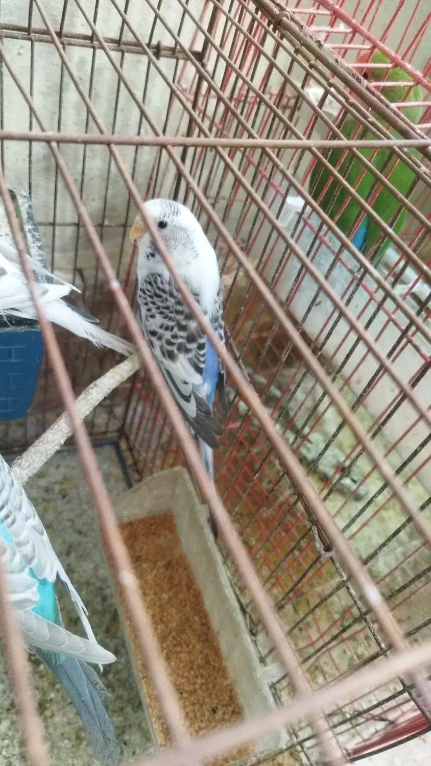 پرنده|پرنده|کوه چنار, |دیوار